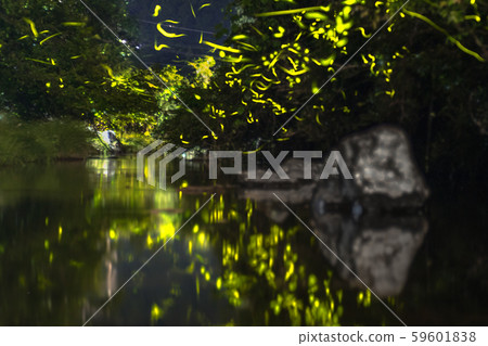 Trajectory of Genji firefly (Genji firefly) (Hyogo Prefecture) 59601838