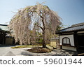 Cherry blossoms at Kodaiji 59601944