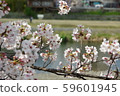 Cherry blossoms of Kamogawa 59601945