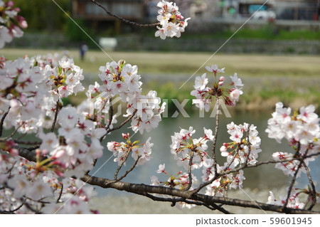 Cherry blossoms of Kamogawa 59601945