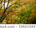 Autumn leaves of Fukiware Falls 59601949