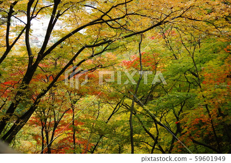 Autumn leaves of Fukiware Falls 59601949