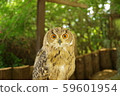 owl   59601954