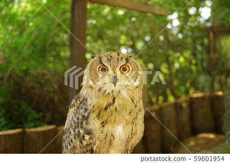 owl   59601954
