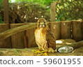 A hawk 59601955
