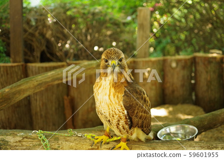 A hawk 59601955