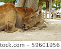 Miyajima deer 59601956