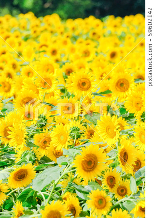 Sunflower (Akeno Sunflower Field) Sunflower (Akeno Sunflower Field) 59602142