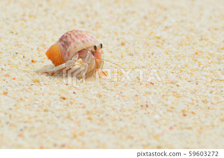 Hermit crab 59603272