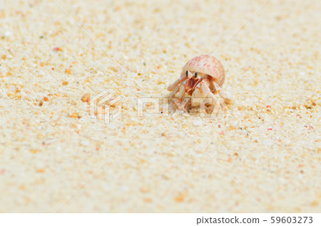 Hermit crab 59603273