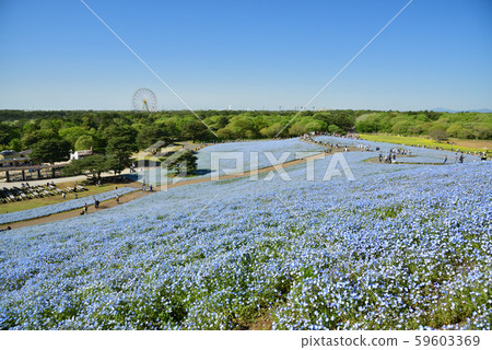 Nemophila 59603369