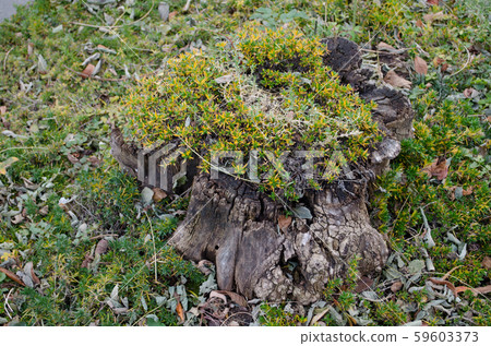 Buds on stump 59603373