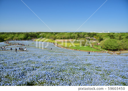 Nemophila 59603450