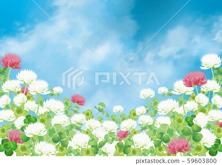 White clover: white clover, spring, spring flowers, grassland, nature, flowers, April, group, sunny weather, blue sky 59603800