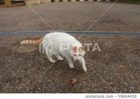 公園:流浪貓:人:新來者:男性 公園:流浪貓:人:新來者:男性 59604438