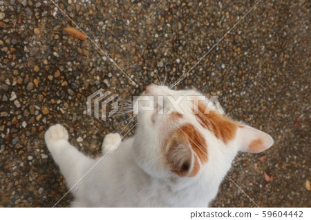 Park: Stray Cat: People: Newcomer: Male Park: Stray Cat: People: Newcomer: Male 59604442