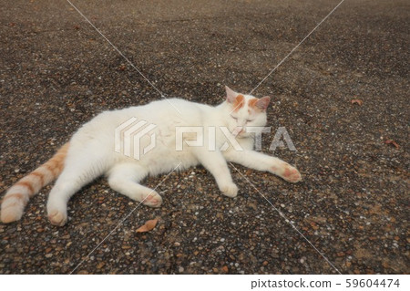 貓:流浪貓:被遺棄的貓 貓:流浪貓:被遺棄的貓 59604474