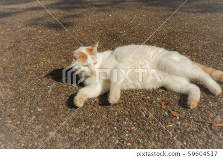 Cat: stray cat: abandoned cat Cat: stray cat: abandoned cat 59604517