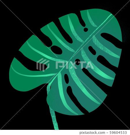 Big green leaf of Monstera plant, isolated on black Big green leaf of Monstera plant, isolated on black 59604533