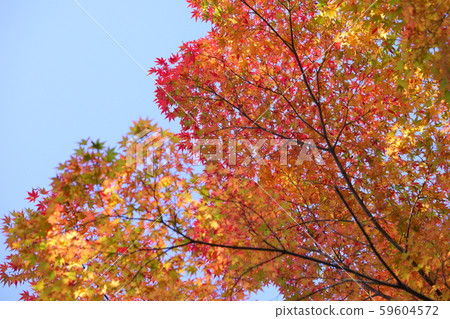Maple of Nara / Kishiroen 1 Maple of Nara / Kishiroen 1 59604572