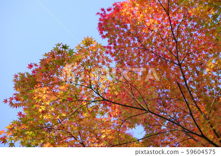 Maple 4 of Nara and Yoshikien Maple 4 of Nara and Yoshikien 59604575