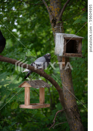 Pigeon in a birdhouse in the Park on a green background Pigeon in a birdhouse in the Park on a green background 59604995