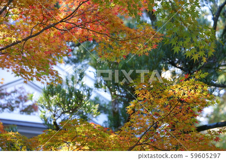 日本花園的秋葉，芳草2 59605297