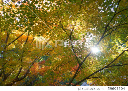 Autumn leaves of Japanese garden, Yoshishiroen 7 59605304
