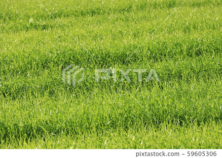 Green on the grass 59605306