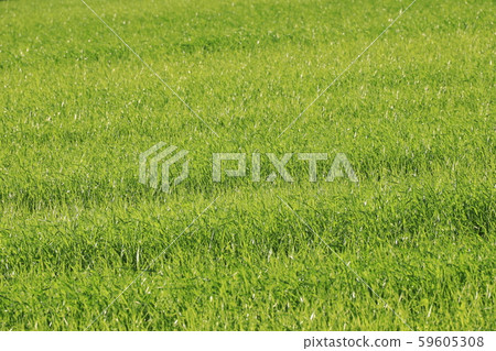 Green on the grass Green on the grass 59605308