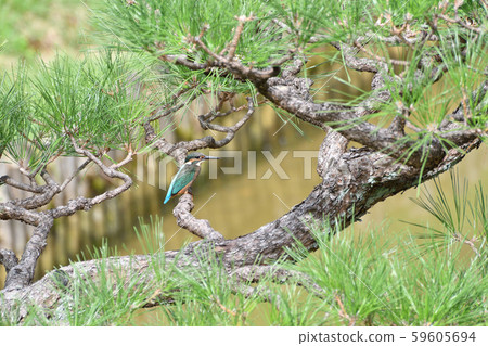 Kingfisher 59605694