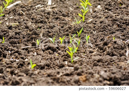 Plogged agricultural field 59606027