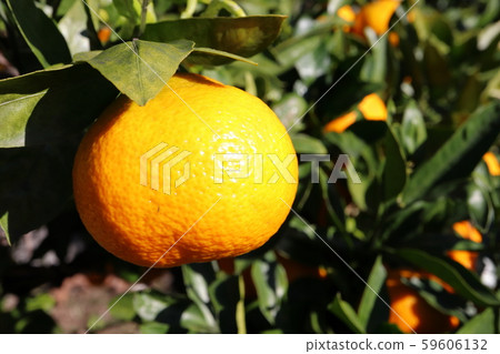 Mandarin orange in the garden Mandarin orange in the garden 59606132