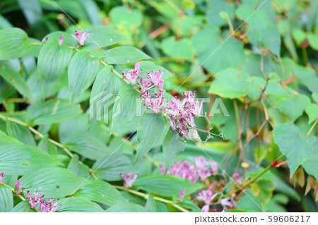 Hototogisu flower Hototogisu flower 59606217