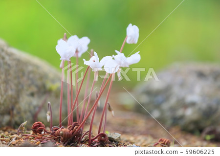 Cyclamen Flower Hedeliforium Cyclamen Flower Hedeliforium 59606225