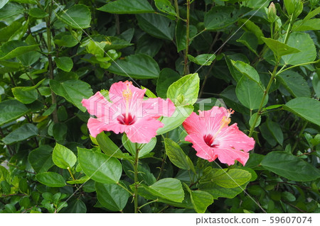 Two wheel hibiscus 59607074