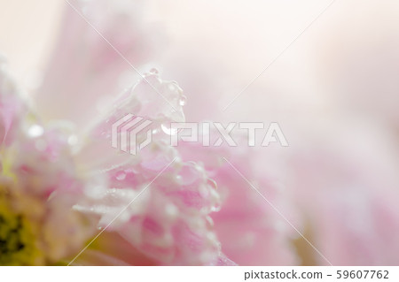 Wet chrysanthemum macro photo Wet chrysanthemum macro photo 59607762