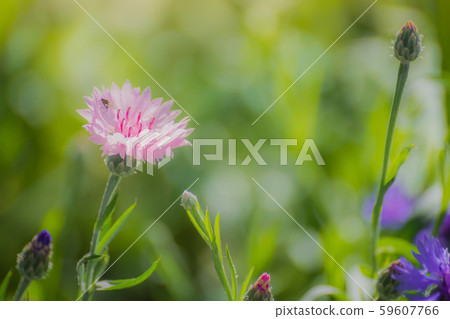 Pink cornflower flower close up Pink cornflower flower close up 59607766