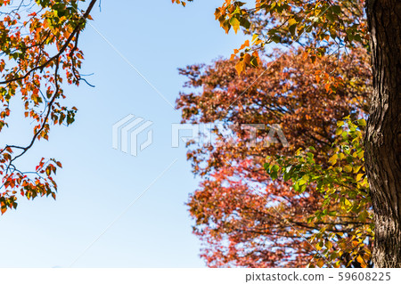 Nankin goby autumn leaves Asahi 59608225