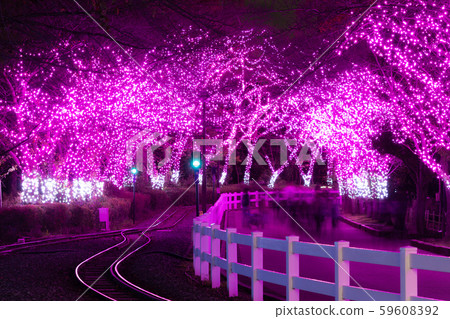 Cherry blossom trees in winter Cherry blossom trees in winter 59608392