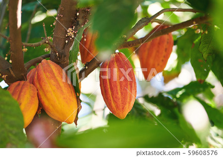Agriculture of cacao pods Agriculture of cacao pods 59608576