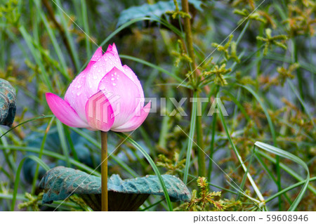 荷花 59608946