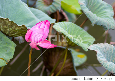 荷花 59608948