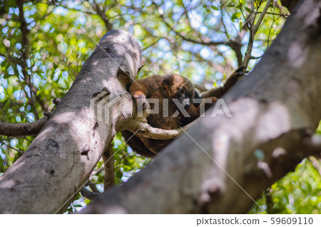 red madagascar lemur on branch 59609110
