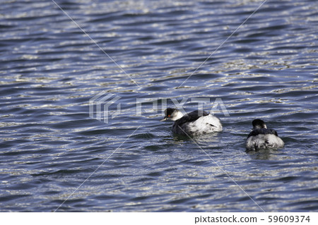 白尾Grebe Sanbanze 59609374