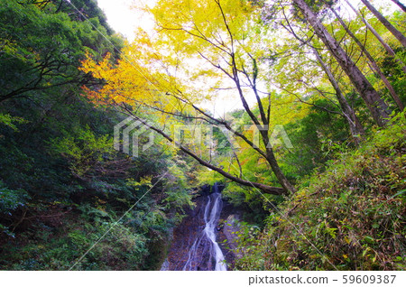 Jokoji Falls 2019-11-10彩色的葉子開始變色（宮崎縣高千穗市岩戶市） 59609387