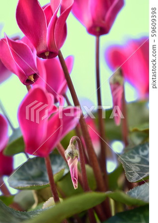 火焰花紅色仙客來(修復射擊) 火焰花紅色仙客來(修復射擊) 59609398
