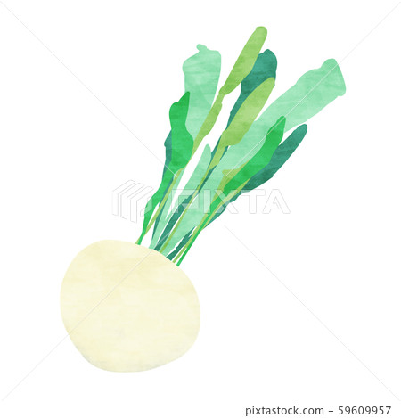 White turnip / turnip White turnip / turnip 59609957