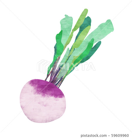 Purple turnip / turnip 59609960