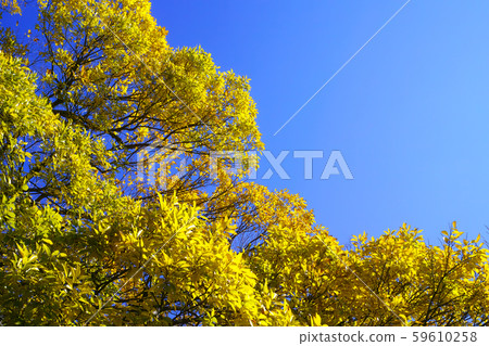 Autumn early winter winter scene image 59610258